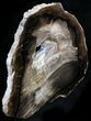 Petrified Wood Slab - McDermitt, Oregon #24233-1